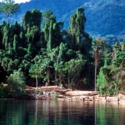 View of an illegal logging camp on Salawati Island, one of the Raja Ampat Islands, West Papua, Indonesia. Copyright EIA/Telepak