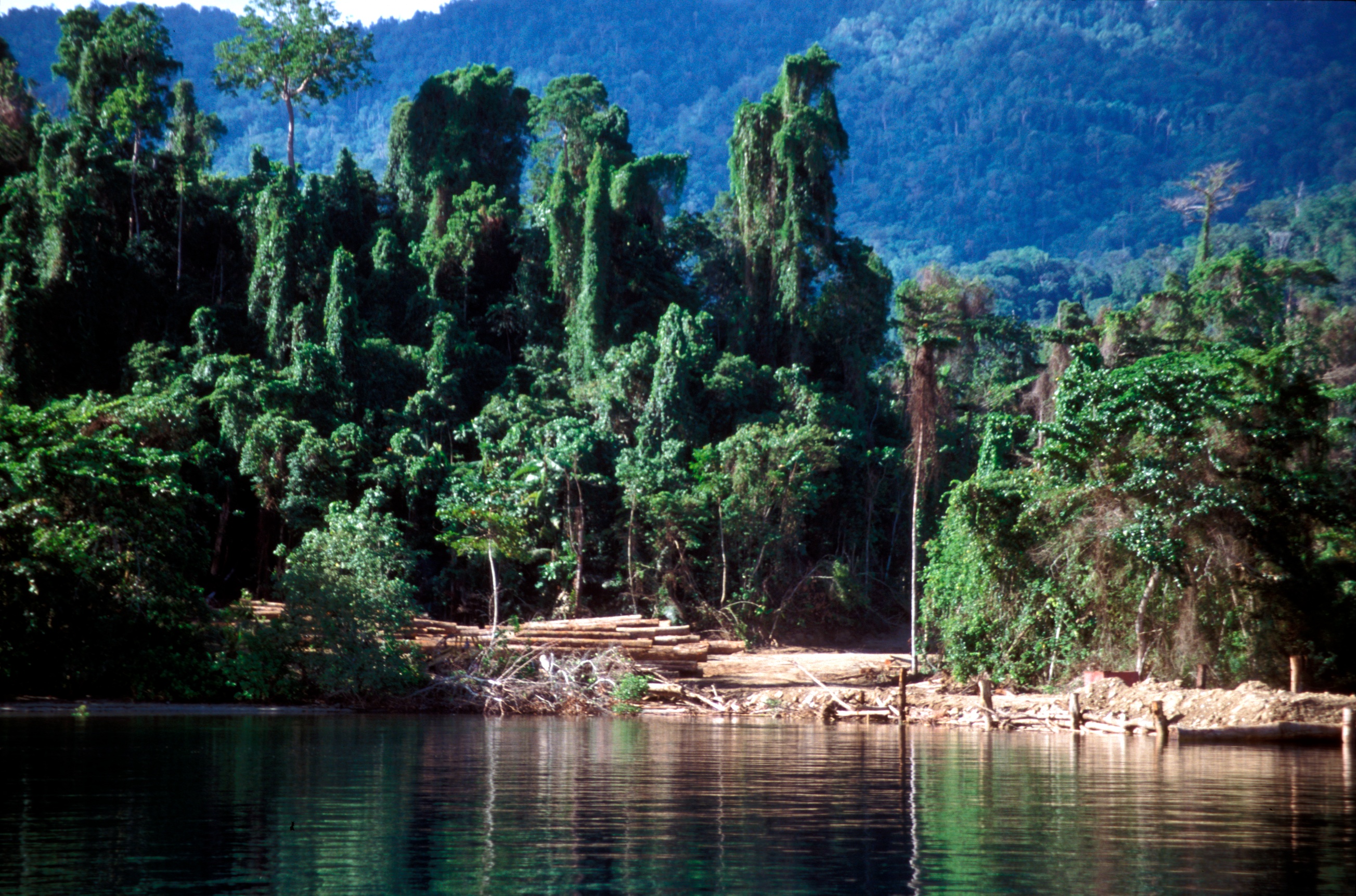 View of an illegal logging camp on Salawati Island, one of the Raja Ampat Islands, West Papua, Indonesia. Copyright EIA/Telepak