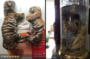 Dead tiger cubs offered for sale on WeChat by Vietnamese traders and, right, the end product, tiger cub wine