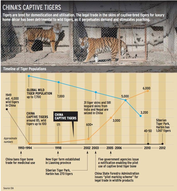 This infographic shows the rapid growth of captive-bred tigers in China has done nothing to support the recovery of wild tigers in that country; conversely, countries without tiger farms are seeing gradual recoveries (c) EIA