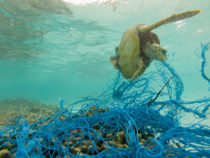 A turtle trapped in ghost gear fishing net