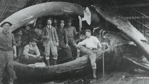 Whaling historic photograph