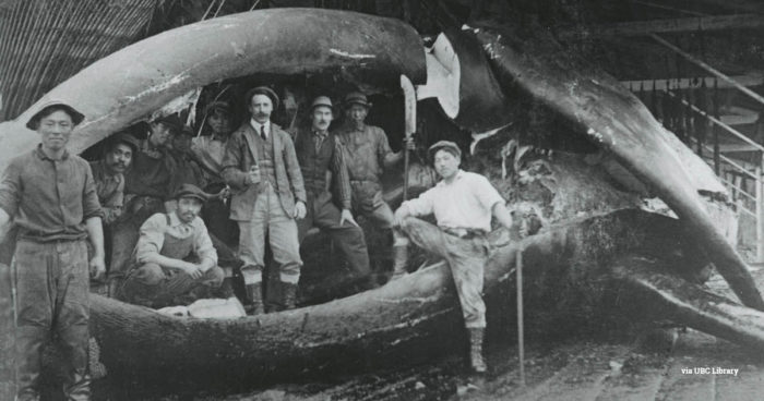 uk historic whaling