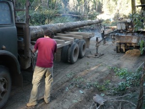 Undercover investigation into illegal logging in Laos, 2011 (c) EIA