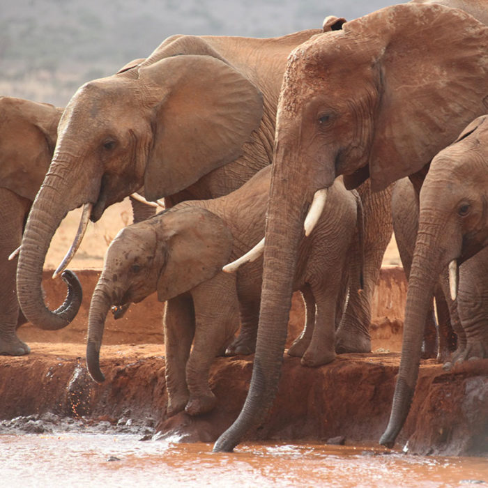 Elephants at a watering hole