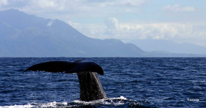 whale, NZ