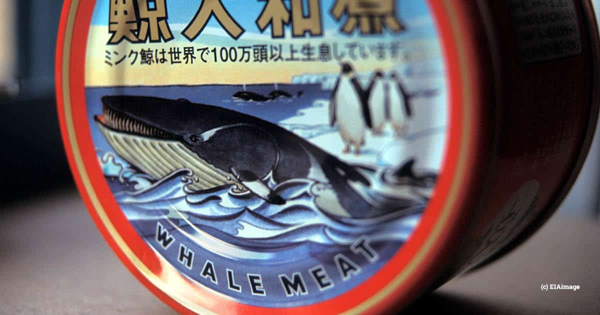 whale meat, japan