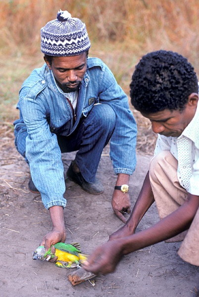 wild_decoy_parrot_pegged_to_ground_Senegal_Dave_Currey