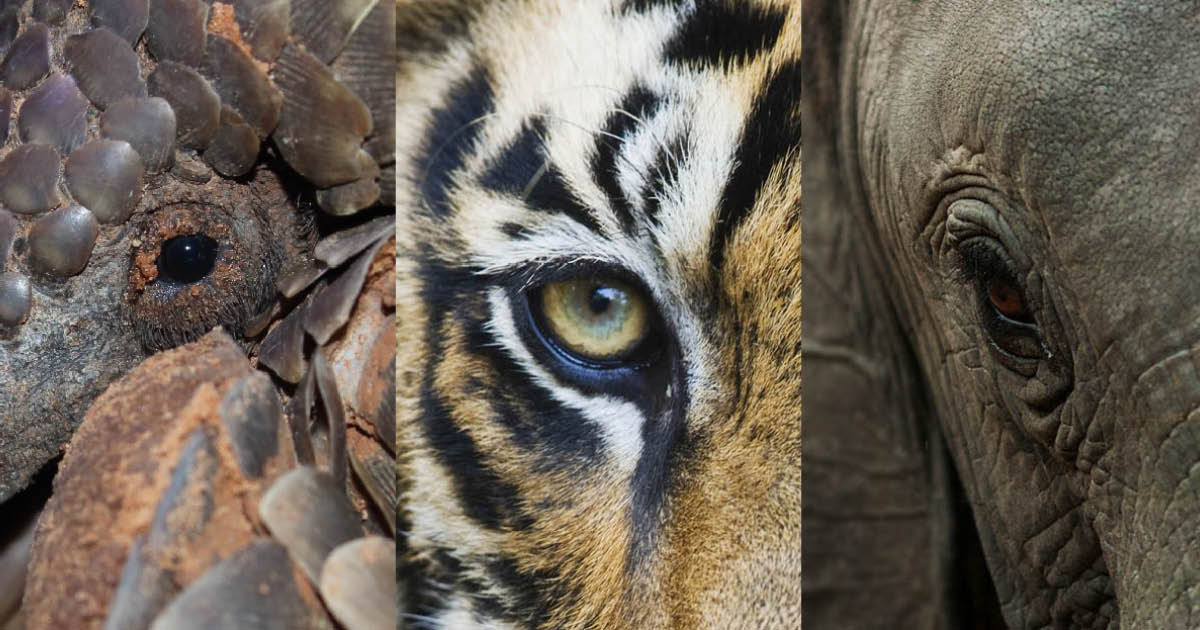 Banner for wildlife week with close up images of a pangolin, a tiger and an elephant